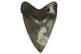 Fossil Megalodon Tooth From Georgia - Repaired #338612-2